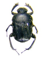 소똥구리 - Gymnopleurus mopsus