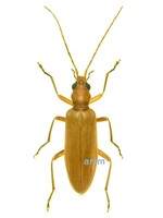 미기록 하늘소붙이 - Eobia florilega