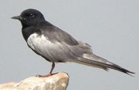 White-winged Tern