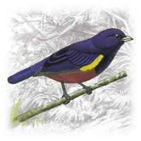 Euphonia pectoralis