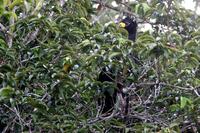 Bare-faced  curassow   -   Crax  fasciolata   -   Hocco  faccianuda