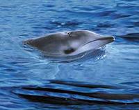 Gervais' Beaked Whale - Mesoplodon europaeus