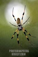 Large Banana Spider on Web stock photo