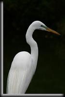 Great Egret, Dobbs Ferry, NY