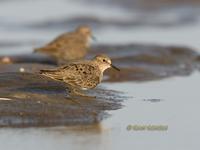 Temminck's stint C20D 02274.jpg