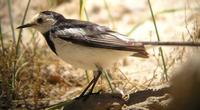 male leucopsis White Wagtail