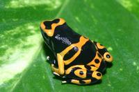 Yellow-banded Poison Frog Dendrobates leucomelas