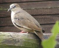 Picui dove Columbina picui