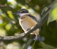 Sacred Kingfisher