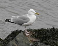 Herring Gull (Larus argentatus argenteus)