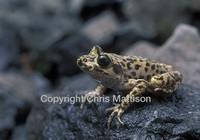 : Alytes muletensis; Majorcan Midwife Toad