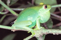 : Aplastodiscus albosignatus