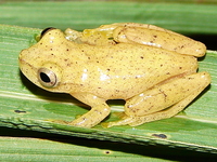 : Dendropsophus berthalutzae; Bertha's Treefrog