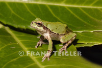 : Hyla japonica; Japanese Tree Frog