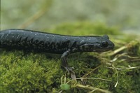 : Plethodon glutinosus; Northern Slimy Salamander