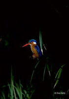 : Alcedo cristata ssp. galerita; Malachite Kingfisher