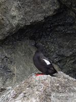 : Cepphus columba; Pigeon Guillemot