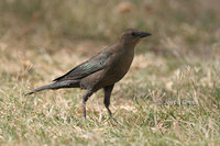 : Euphagus cyanocephalus; Brewer's Blackbird