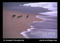 : Limnodromus griseus; Short-billed Dowitcher