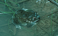 : Spea bombifrons; Plains Spadefoot