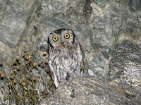 : Otus kennicottii; Western Screech-owl