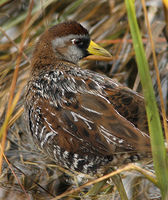 : Porzana carolina; Sora