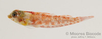 : Enneapterygius sp.