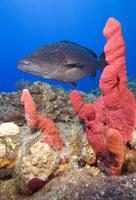 : Mycteroperca bonaci; Black Grouper