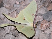 : Actias luna; Luna Moth;