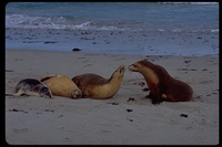 : Neophoca cinerea; Australian Sea Lion