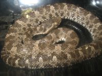 : Bothrops pictus; Jerg