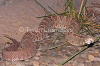 : Crotalus simus