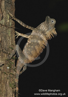 : Gonocephalus bornensis; Borneo Anglehead Agamid