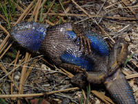 : Sceloporus occidentalis longipes; Great Basin Fence Lizard