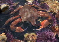 : Pugettia producta; Northern Kelp Crab