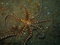 : Wunderpus photogenicus; Wunderpus