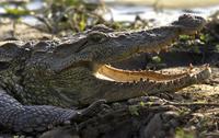 Crocodylus palustris  Mugger Crocodile photo