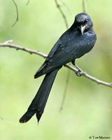 Black Drongo