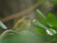 Phylloscopus borealis Arctic Warbler コメボソムシクイ