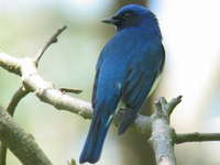 Cyanoptila cyanomelana Blue-and-White Flycatcher オオルリ♂