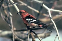 White-winged Crossbill Loxia leucoptera