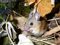 Halsbåndmus (Apodemus flavicollis)