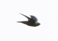 Himalayan Swiftlet