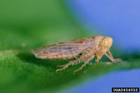 Circulifer tenellus