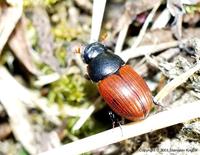 Aphodius fimetarius