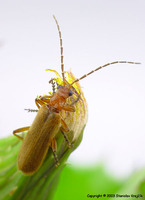 Rhagonycha translucida