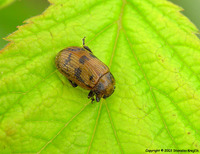 Gonioctena quinquepunctata