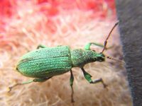 Phyllobius maculicornis