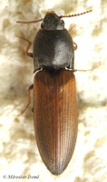 Agriotes ustulatus