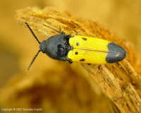 Ampedus quadrisignatus